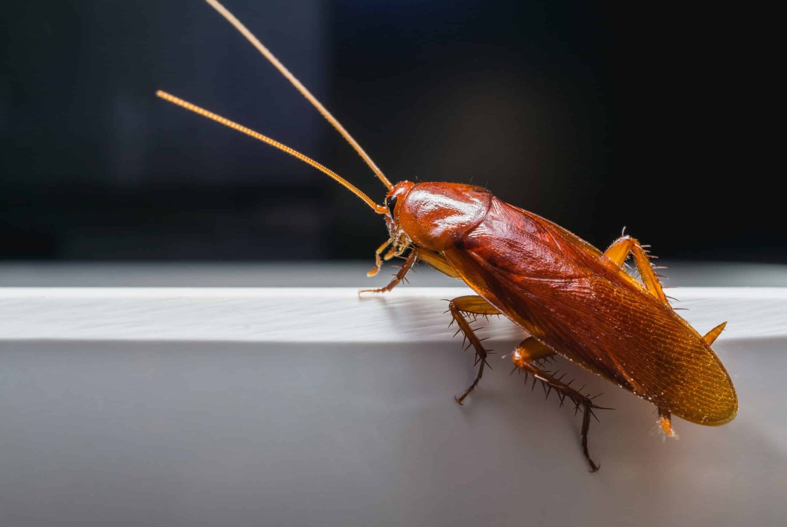 Cockroach Control