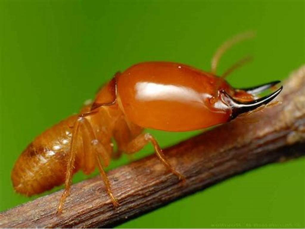 Termite Control