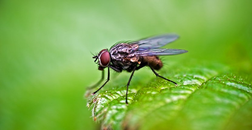 Mosquito Control